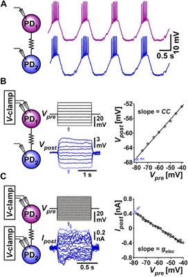 Distinct mechanisms underlie electrical coupling resonance and its interaction with membrane potential resonance